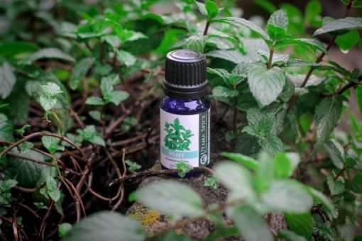 Mint Essential Oil