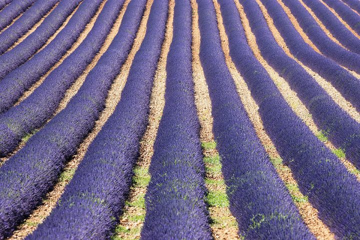 Blooming lavenders field in Provence in summer
