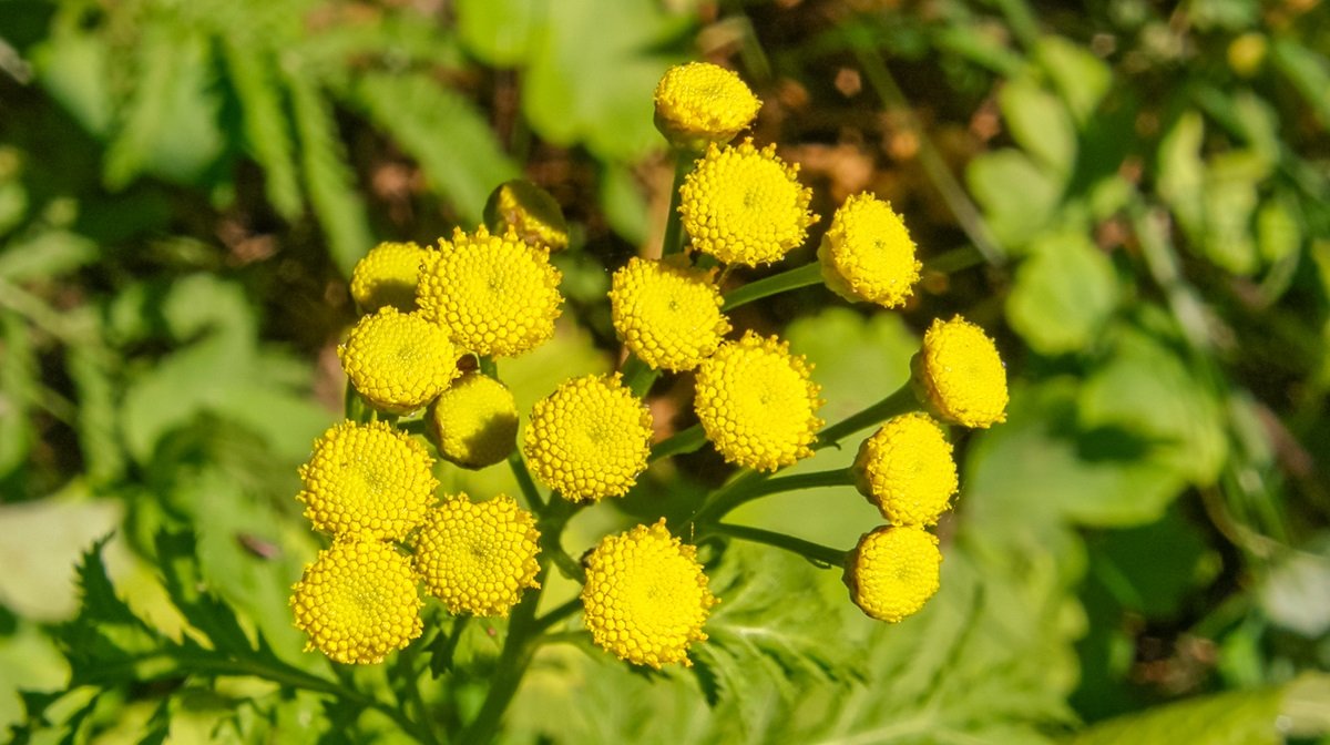 What Does Blue Tansy Smell Like