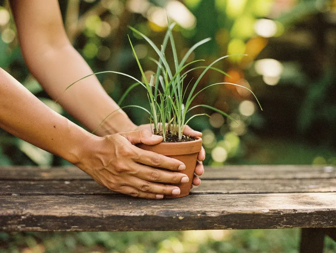hands holding a potted citronella plant in a garden