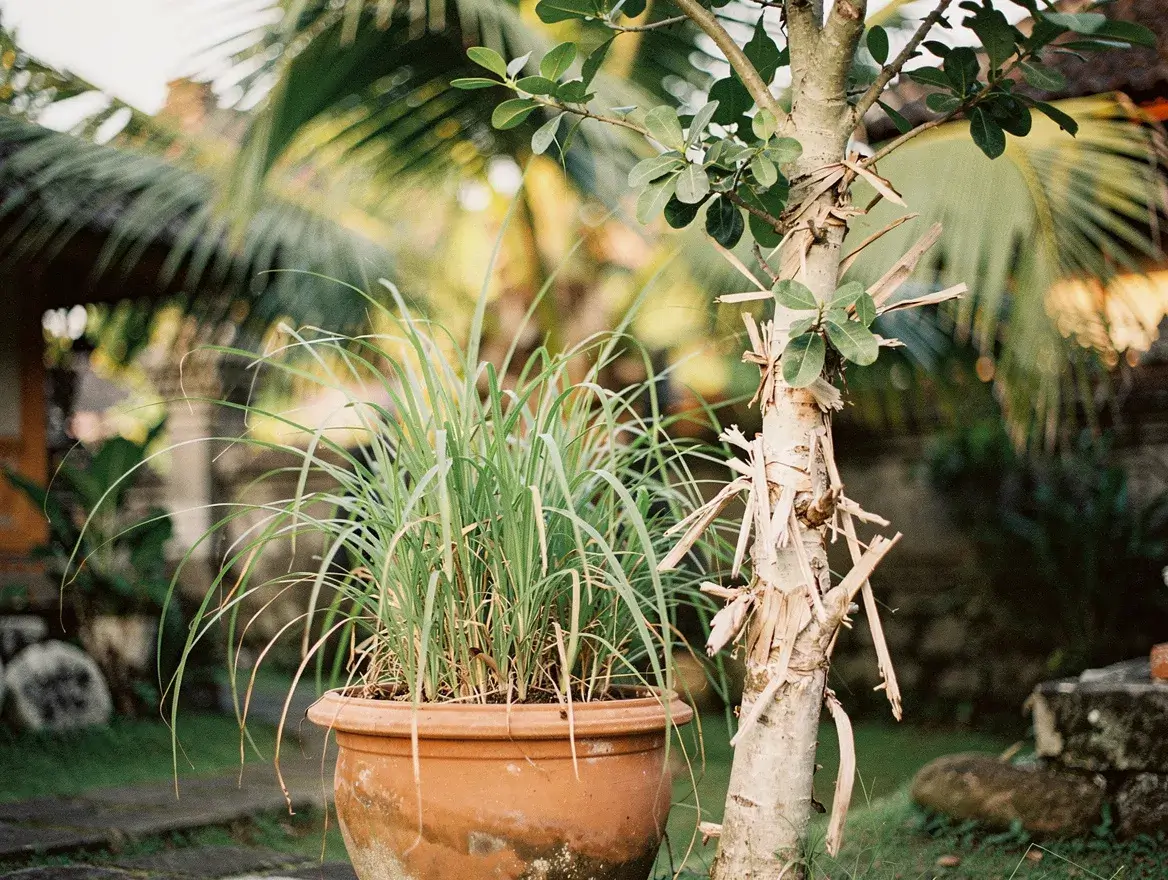 Indonesian plants lemongrass and cajeput used as natural bug repellent